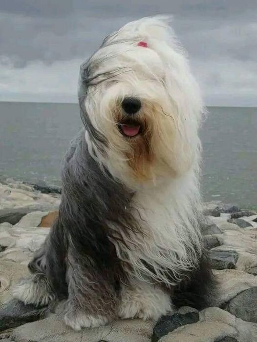 WANTED:  Old English Sheepdog Puppy image 3