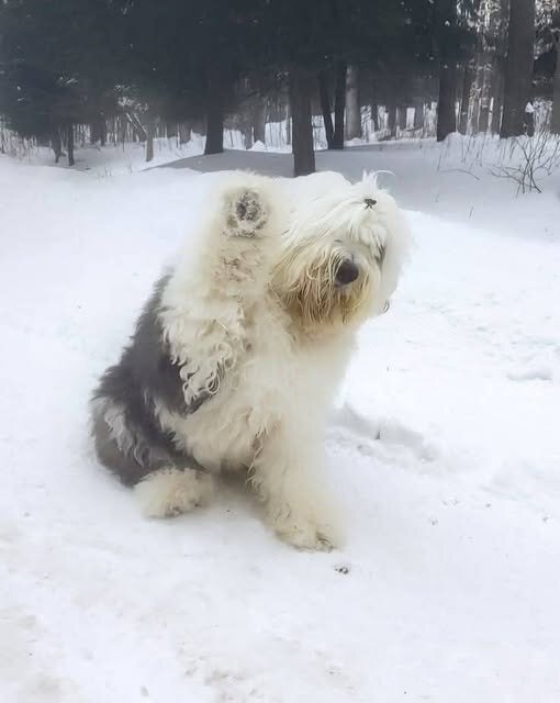 WANTED:  Old English Sheepdog Puppy image 5