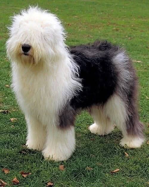 WANTED:  Old English Sheepdog Puppy image 4