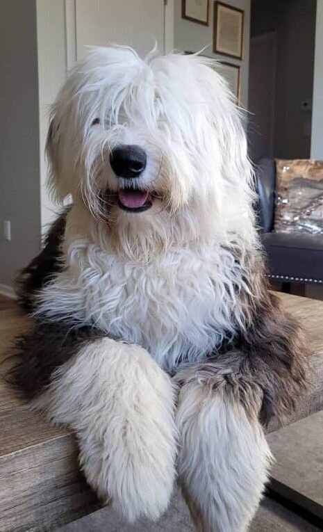 WANTED:  Old English Sheepdog Puppy image 1