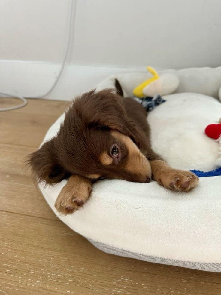Cute loving dachshund puppies for sale image 2