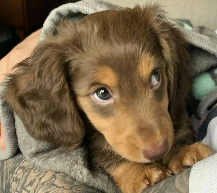 Cute loving dachshund puppies for sale image 4