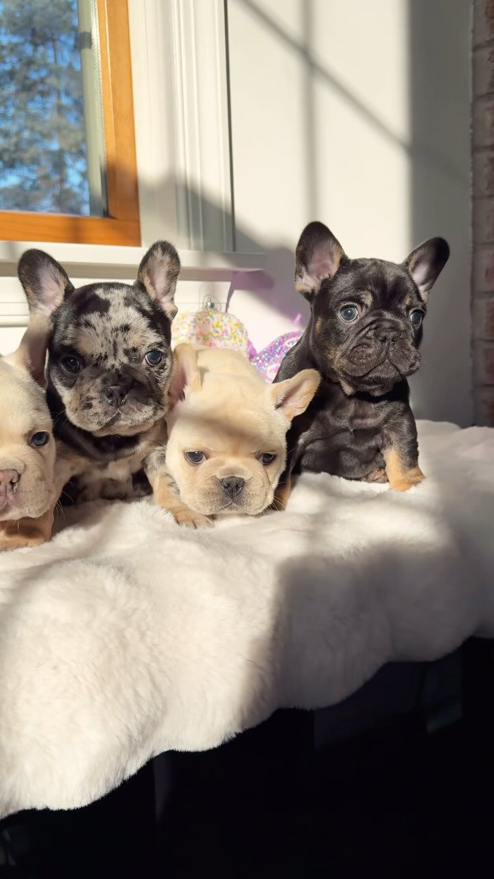 Fluffy French Bulldog puppies for sale image 1