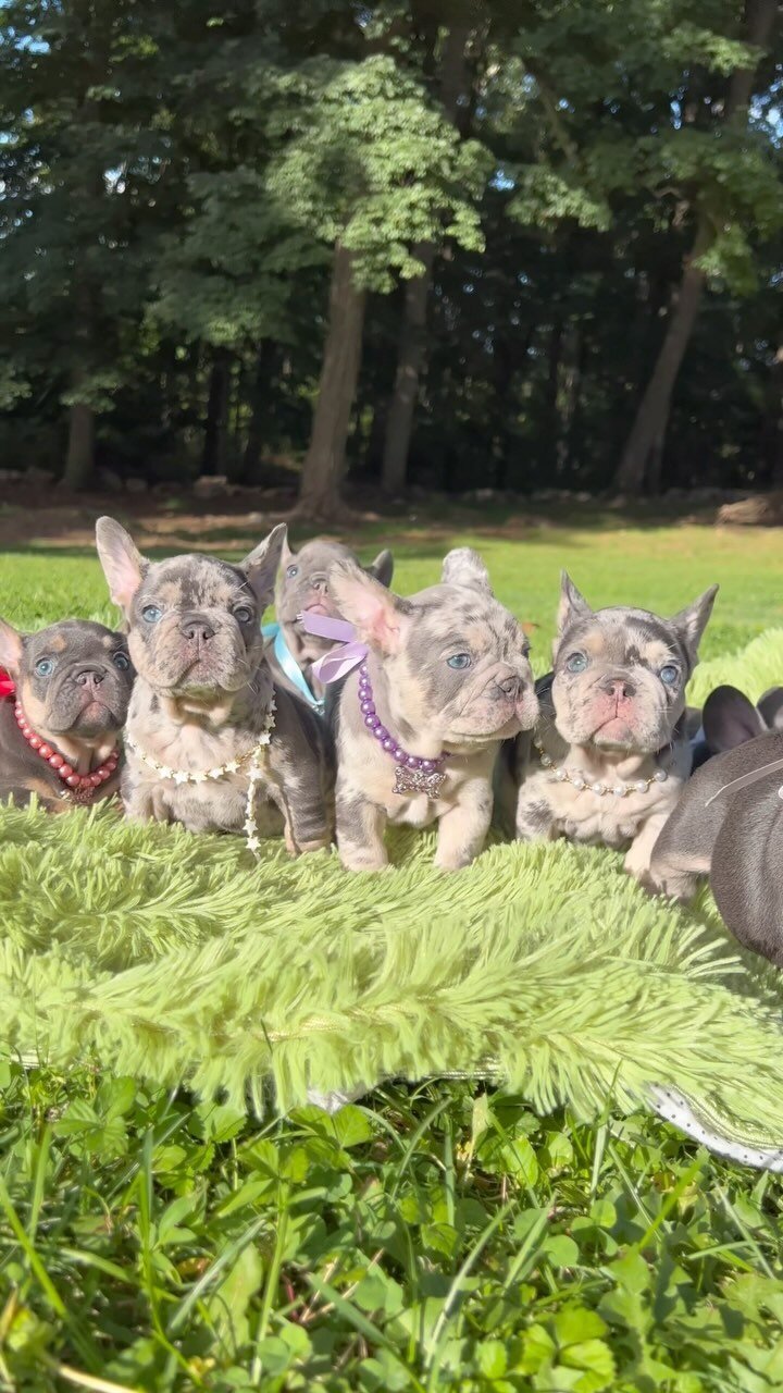 Fluffy AKC French Bulldog puppies image 1