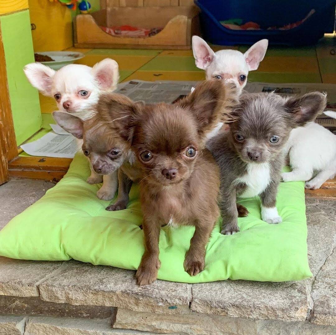 Healthy Chihuahua Puppies – Ready for Loving Homes image 1