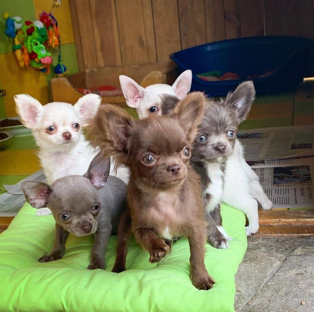 Healthy Chihuahua Puppies – Ready for Loving Homes image 3