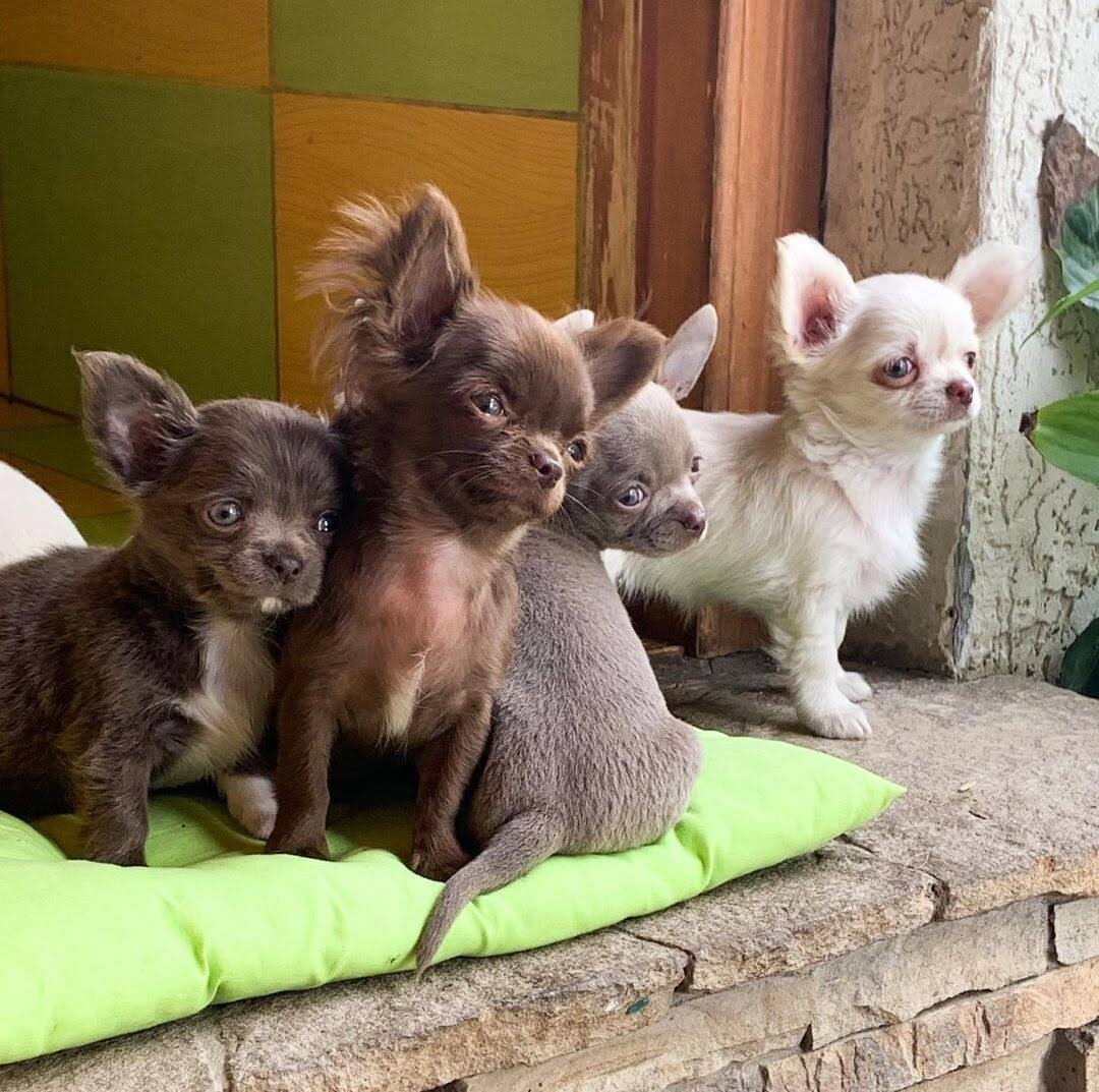 Healthy Chihuahua Puppies – Ready for Loving Homes image 4