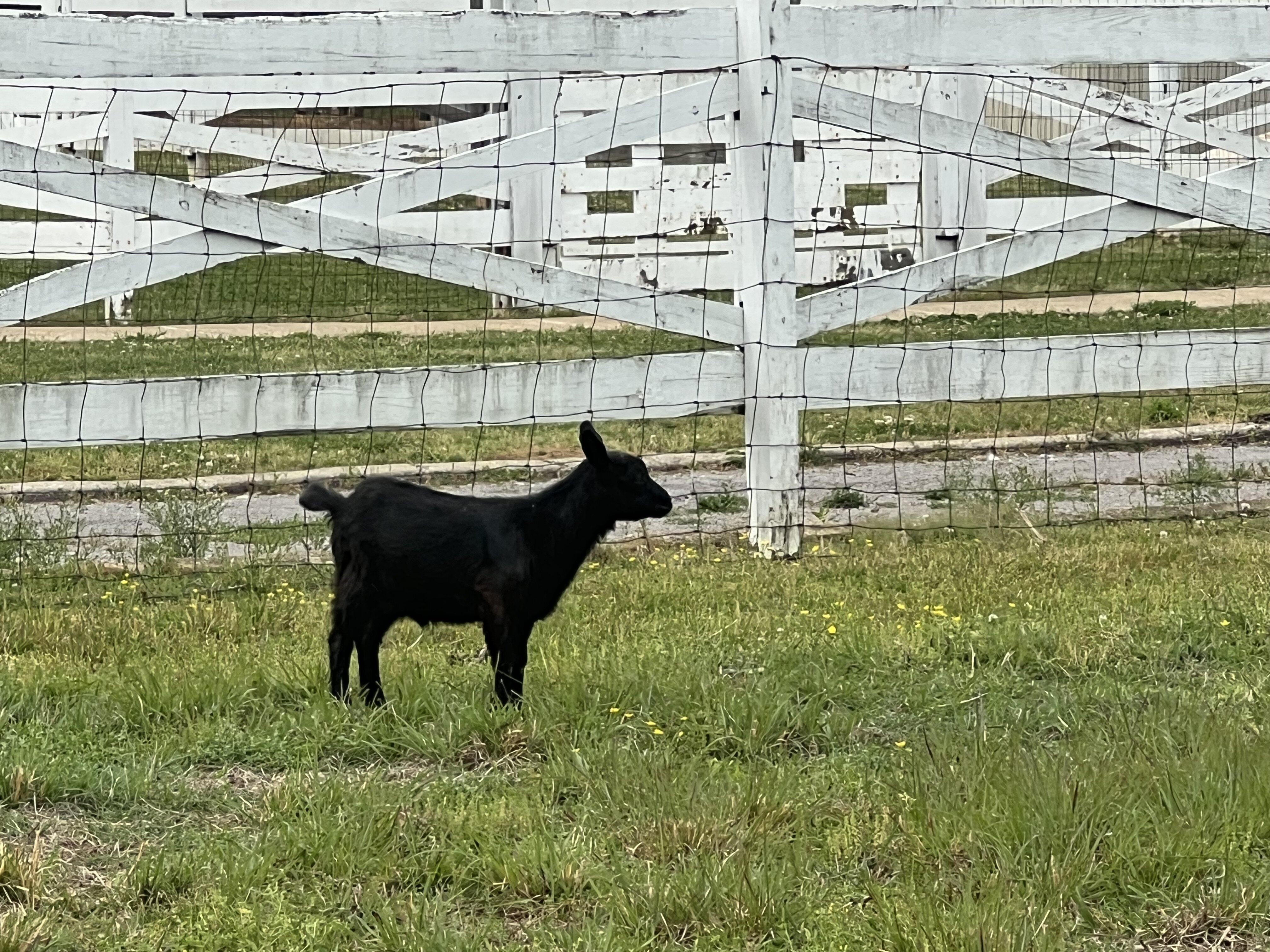 Fainting Goat Bucklings image 3