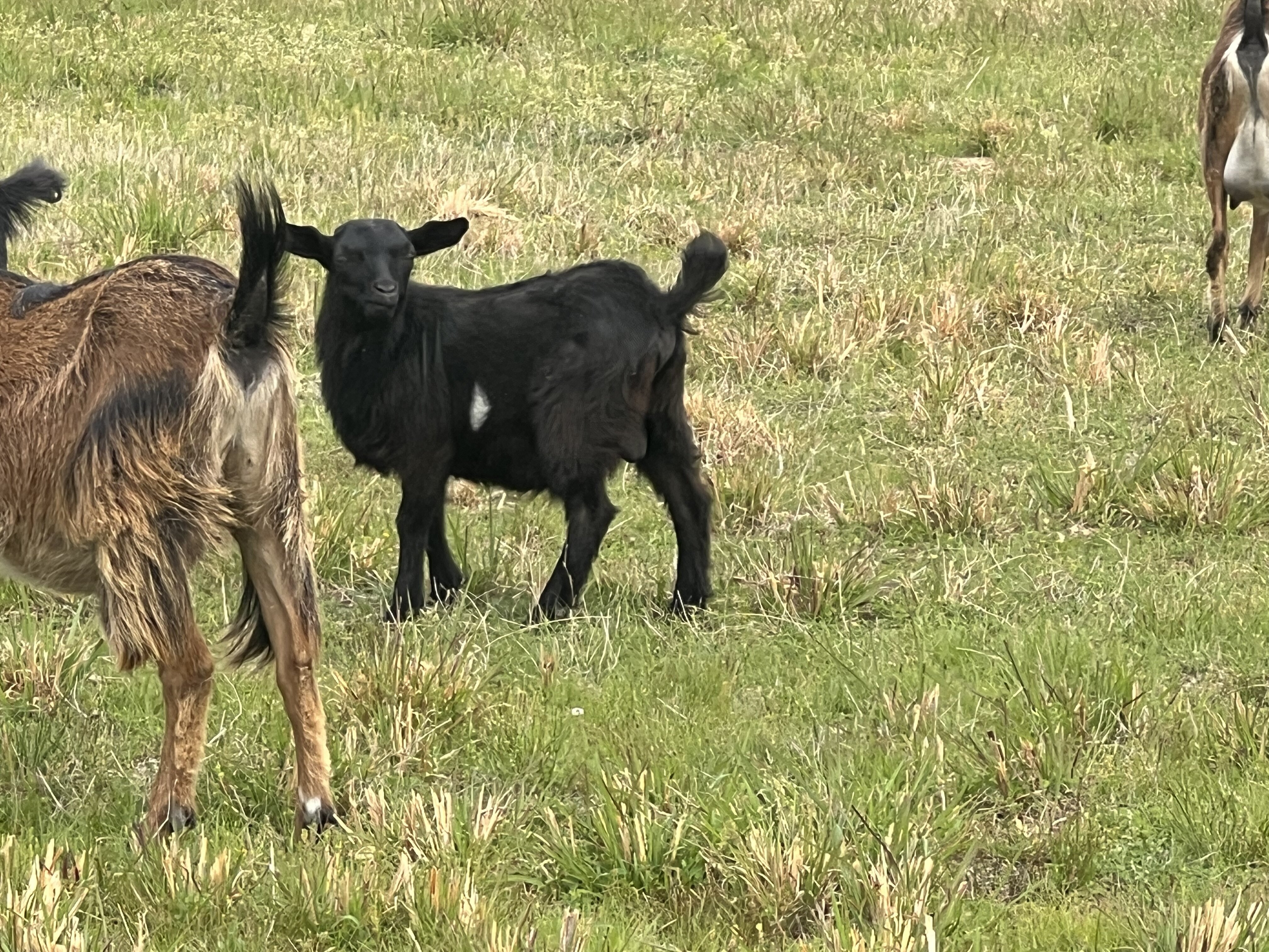 Fainting Goat Bucklings image 1