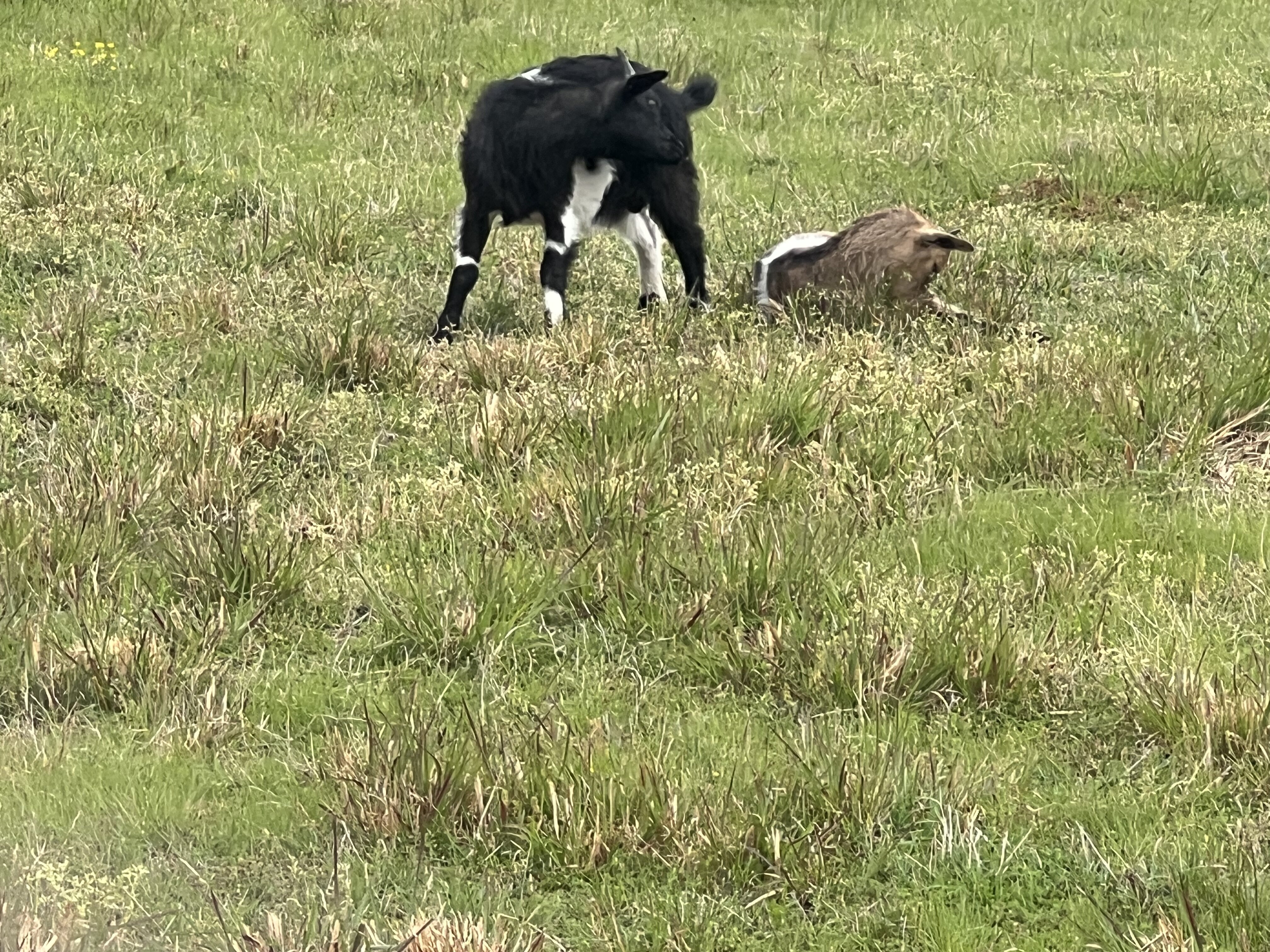Fainting Goat Bucklings image 2