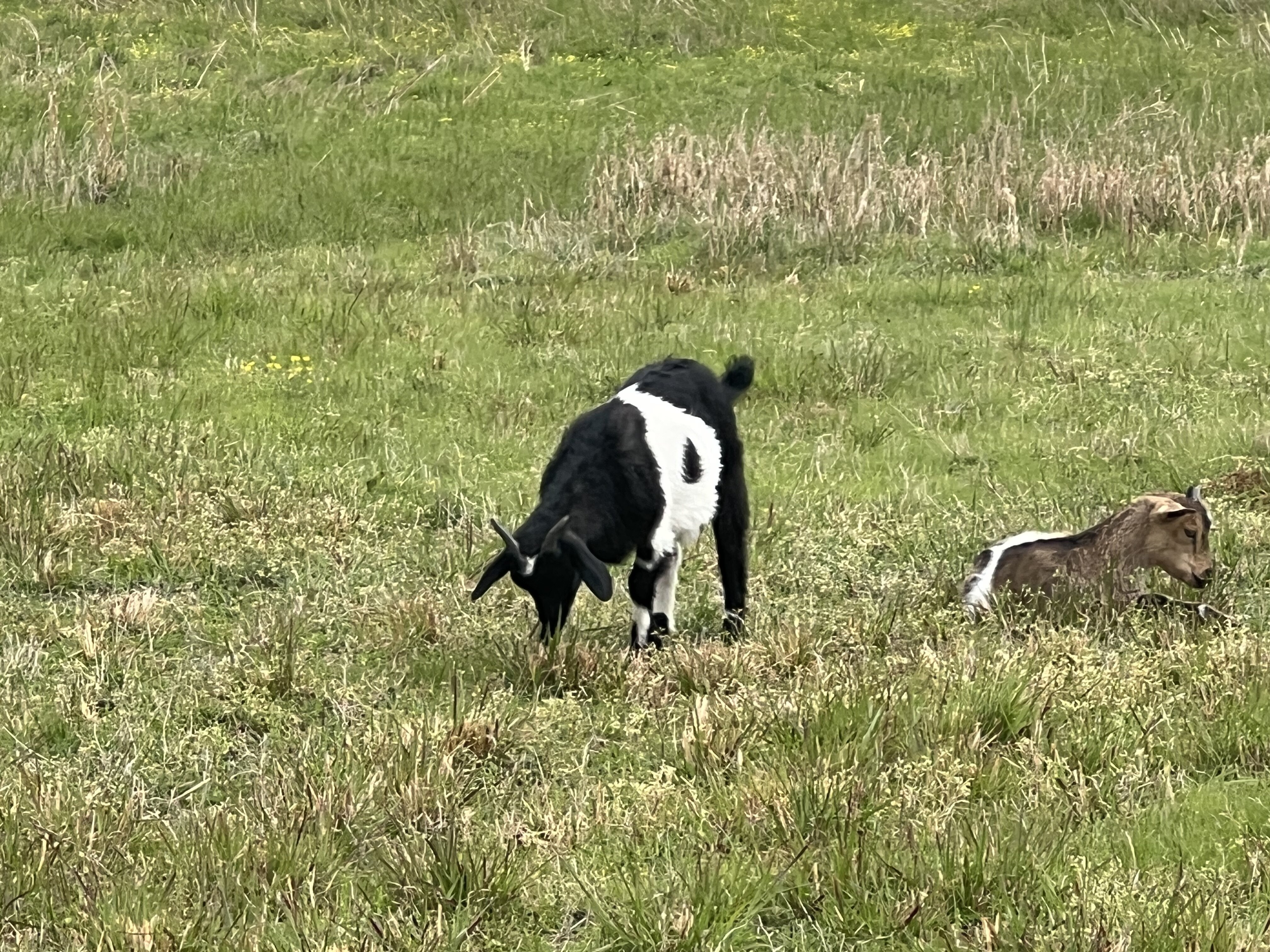 Fainting Goat Bucklings image 4