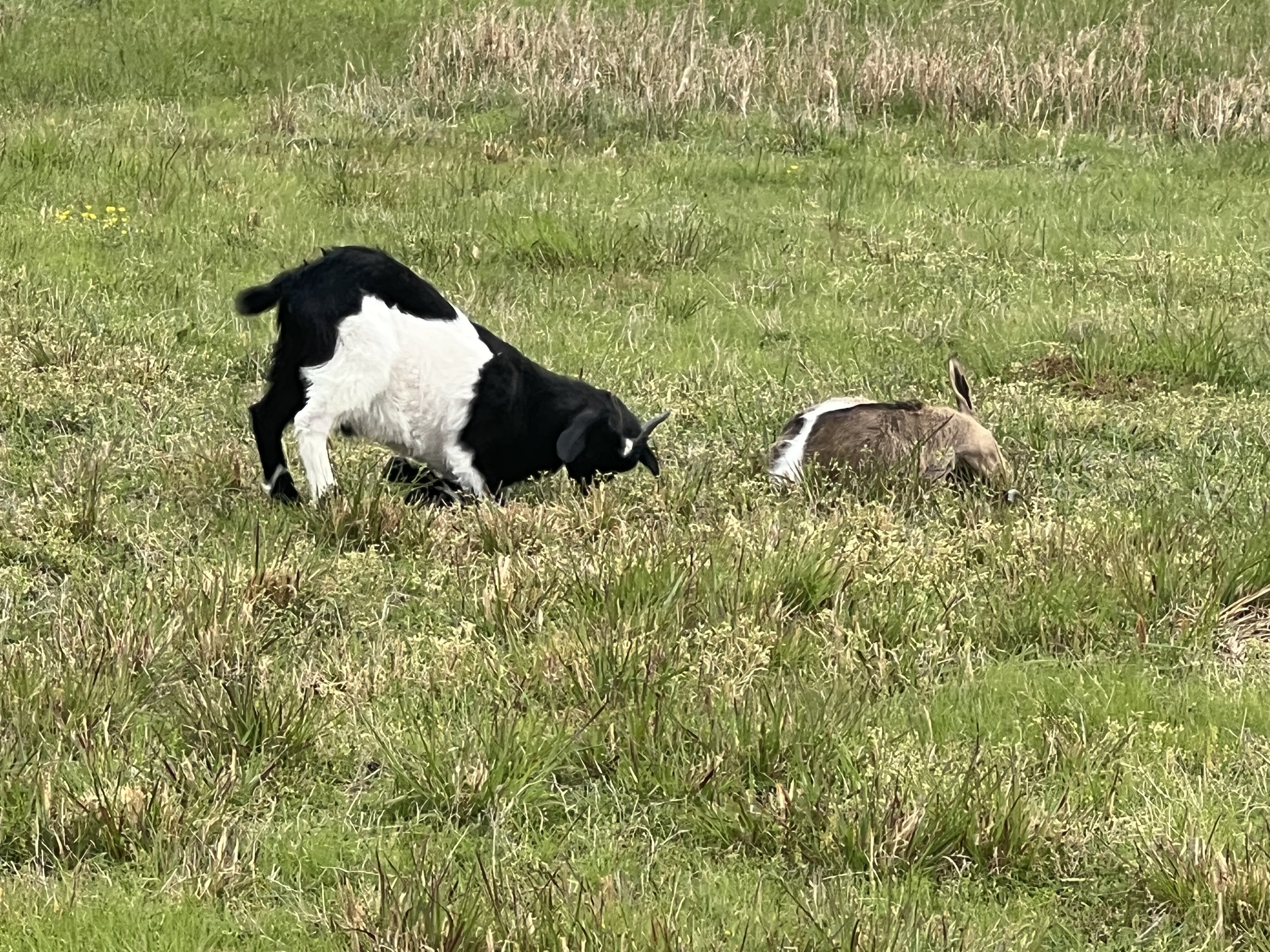 Fainting Goat Bucklings image 5