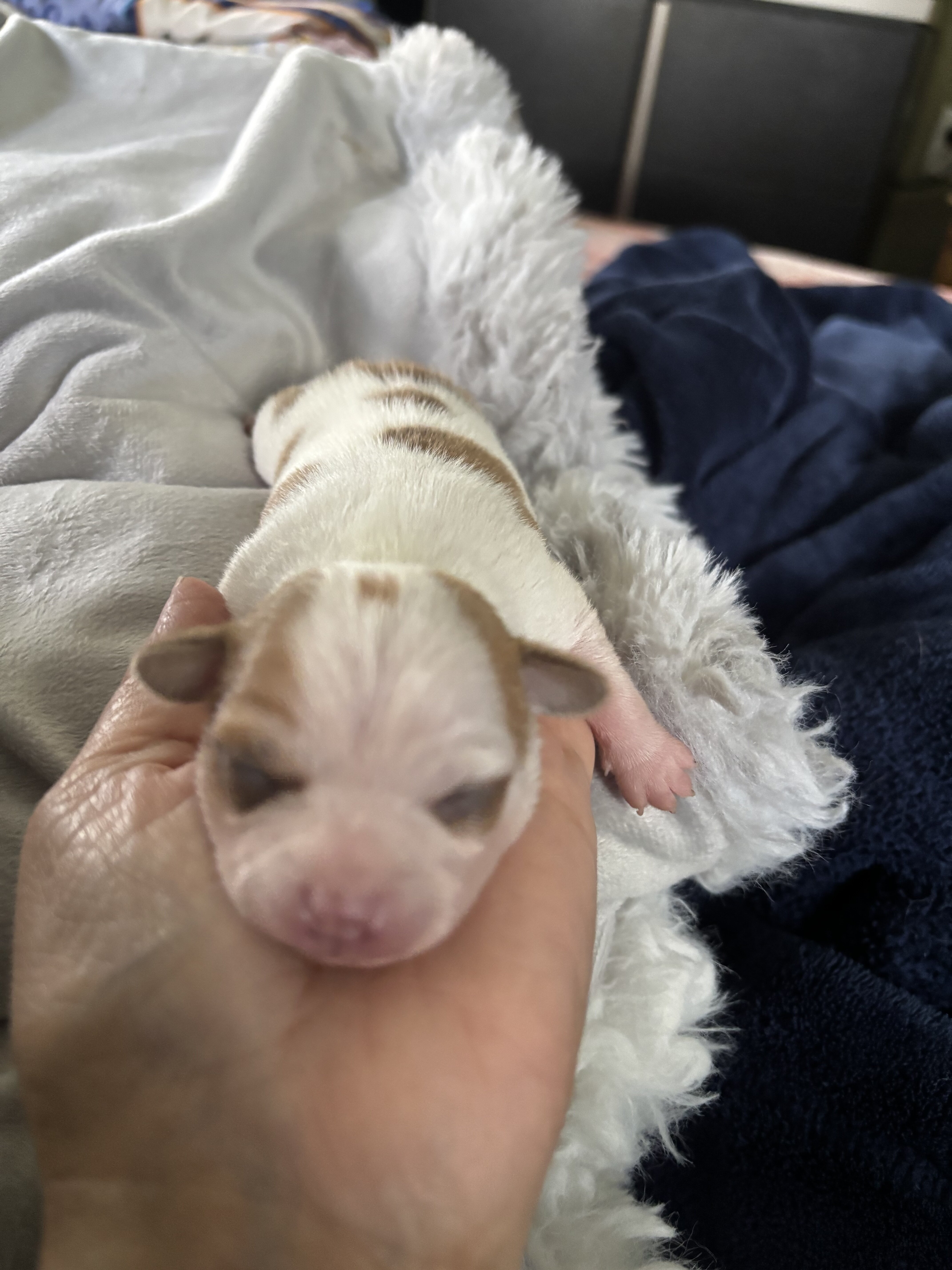 Chihuahua Puppy image 2