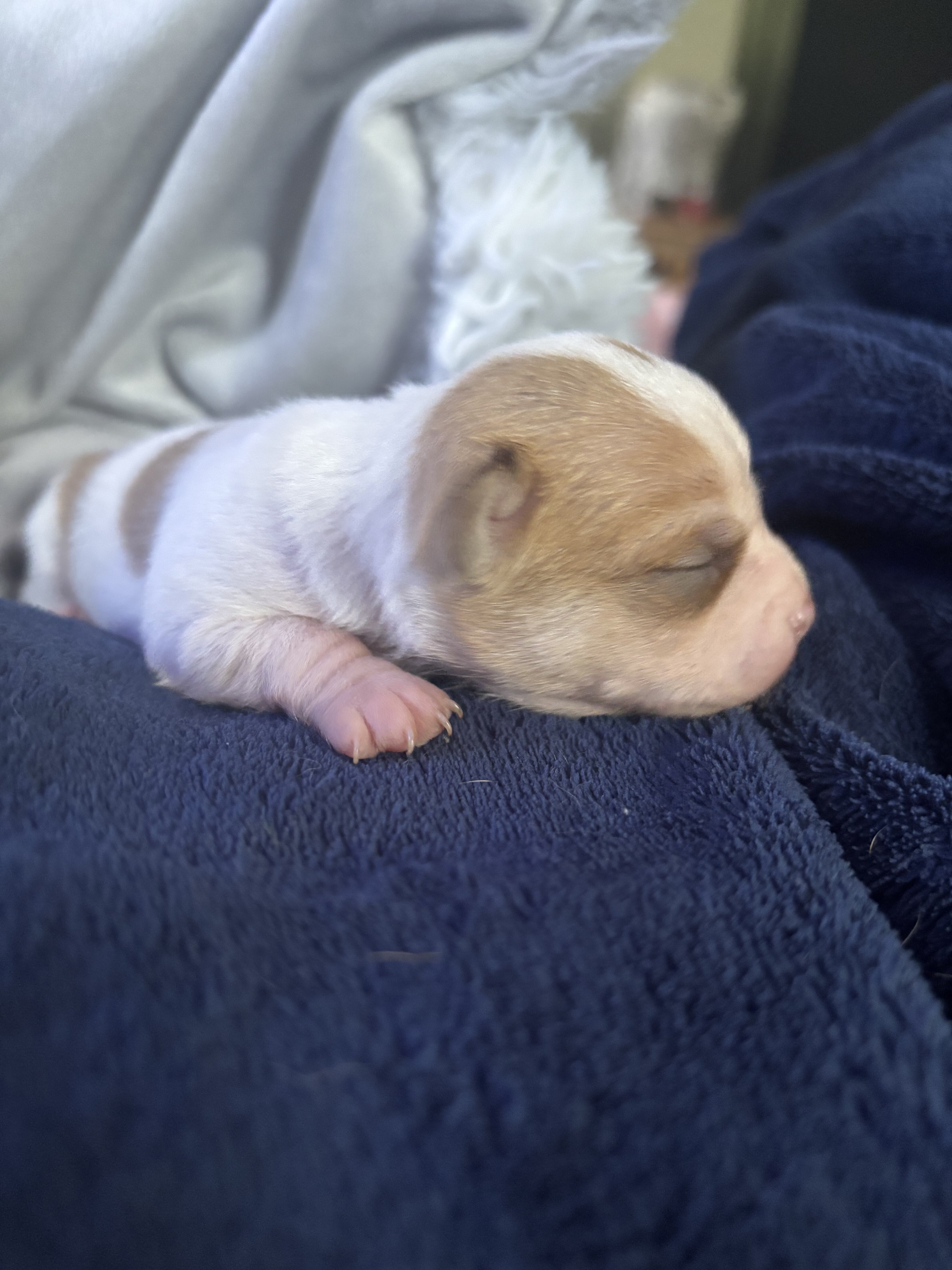 Chihuahua Puppy image 1