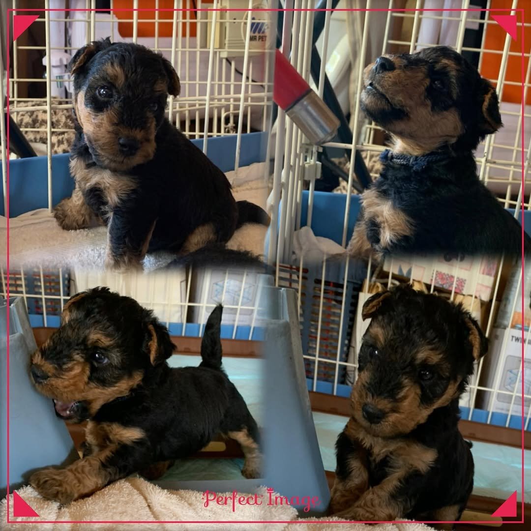 Akc Registered Welsh Terrier image 3
