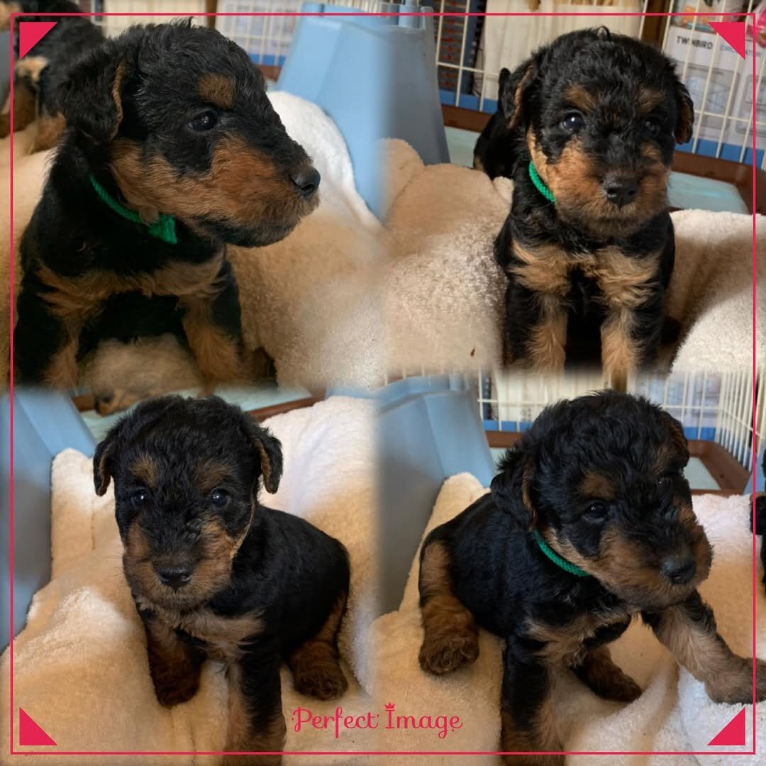 Akc Registered Welsh Terrier image 2
