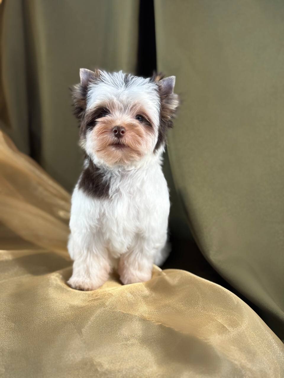 Akc registered Yorkies image 3