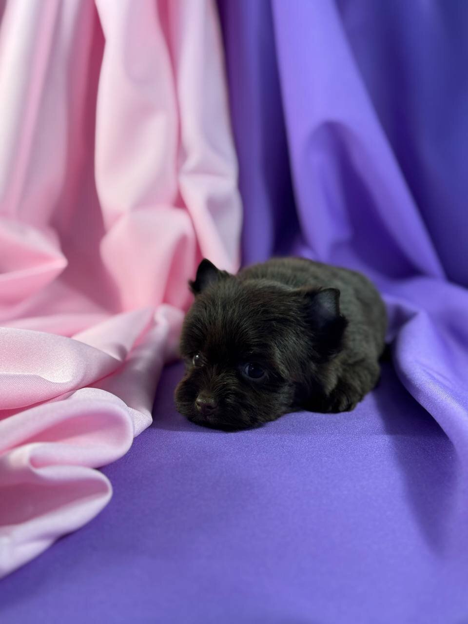 Yorkshire Terrier image 2