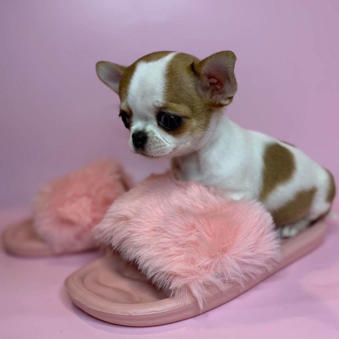 Healthy, Home-Raised Puppies Ready for Loving Home image 1