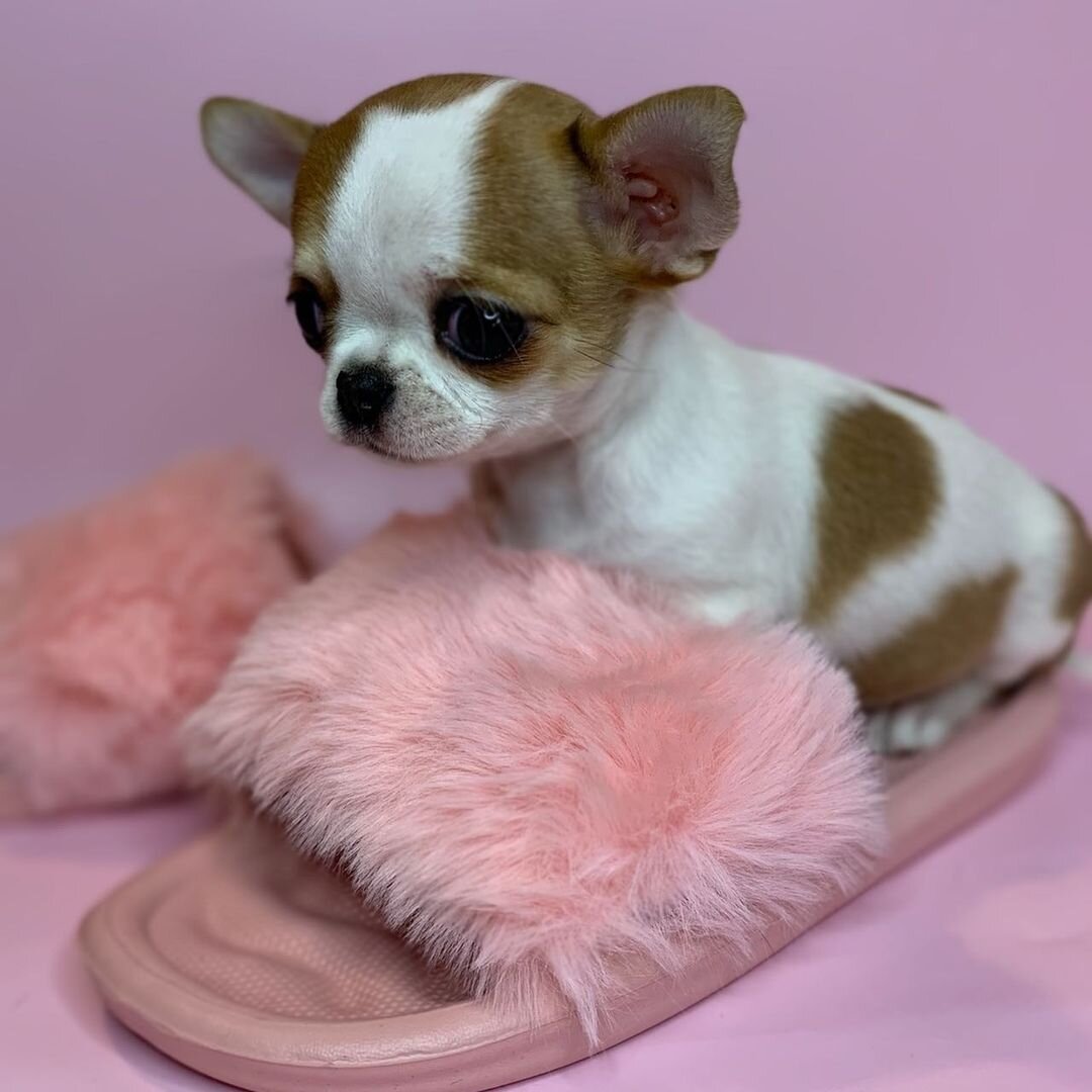 Healthy, Home-Raised Puppies Ready for Loving Home image 5