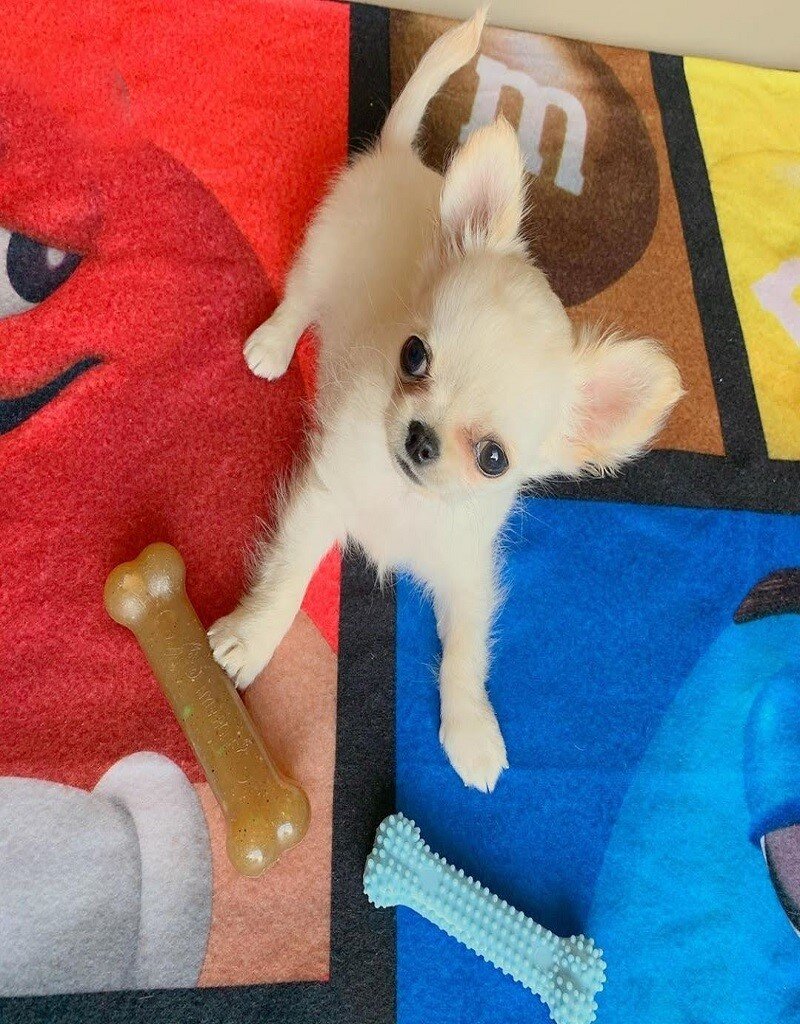 Chloe – Adorable Long Coat Chihuahua image 3