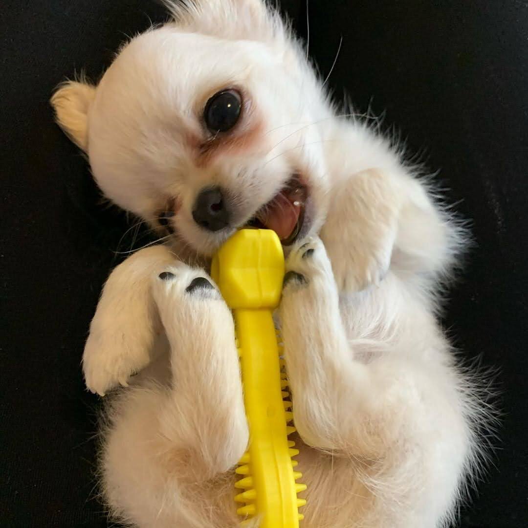 Chloe – Adorable Long Coat Chihuahua image 4