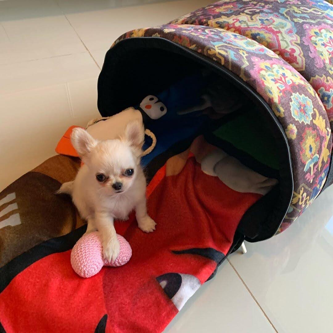 Chloe – Adorable Long Coat Chihuahua image 5