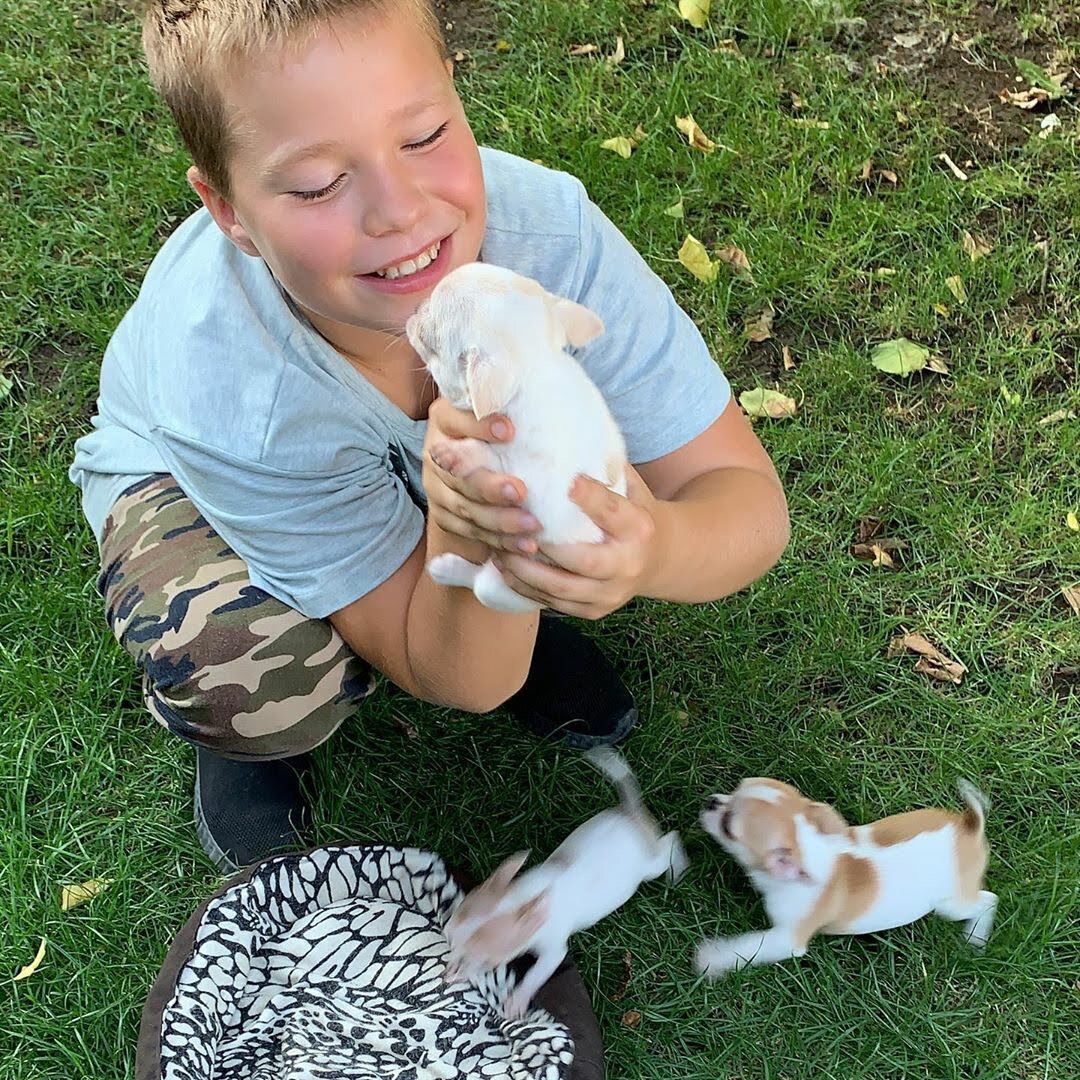 Ethically Bred Puppies Health Tested & Home Raised image 7
