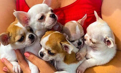 Ethically Bred Puppies Health Tested & Home Raised image 4