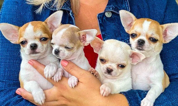 Ethically Bred Puppies Health Tested & Home Raised image 2
