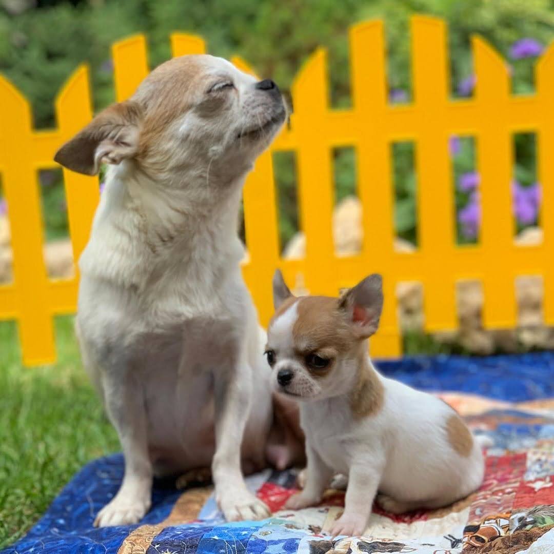 Ethically Bred Puppies Health Tested & Home Raised image 5