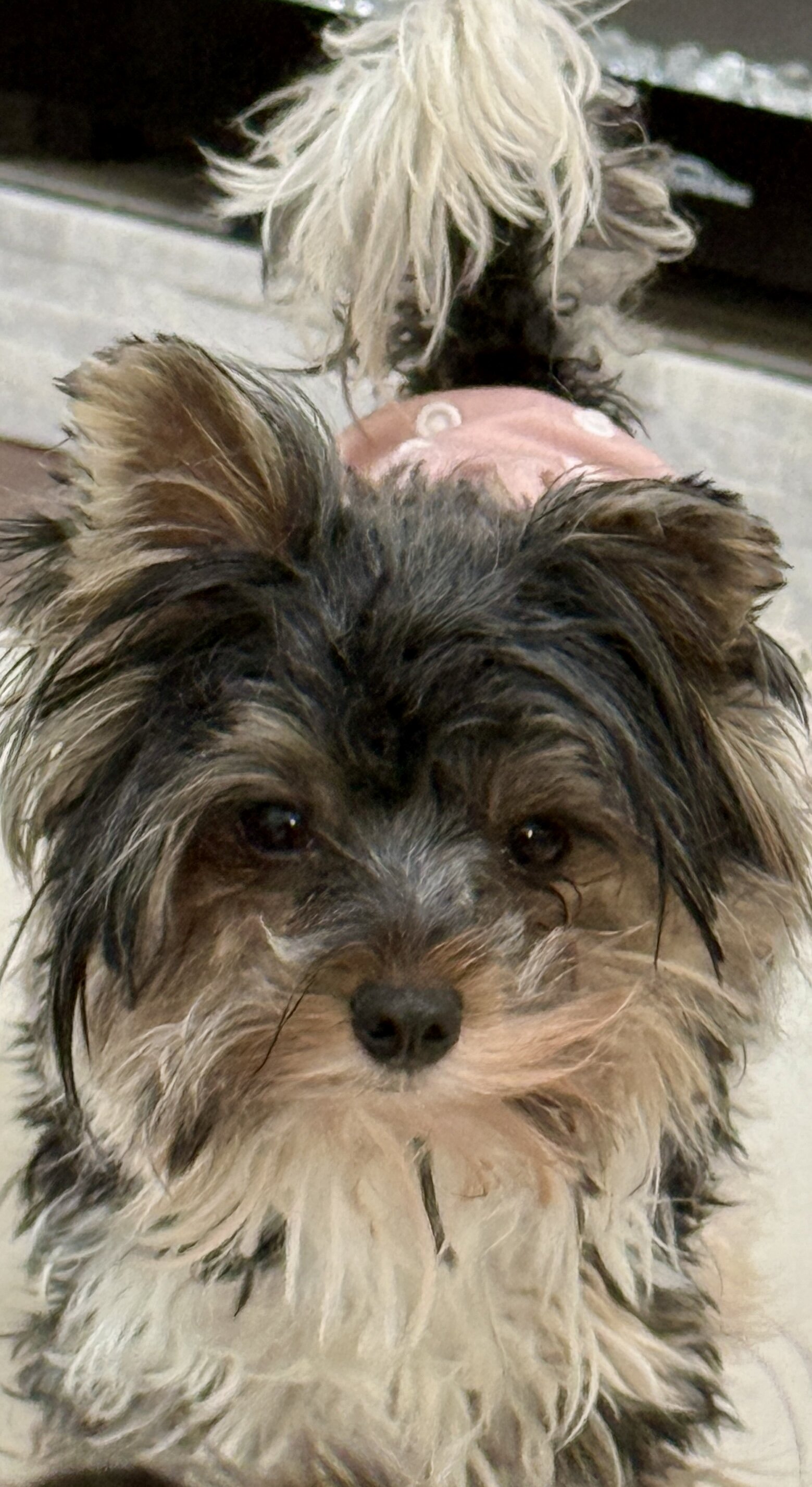 Biewer terrier image 1