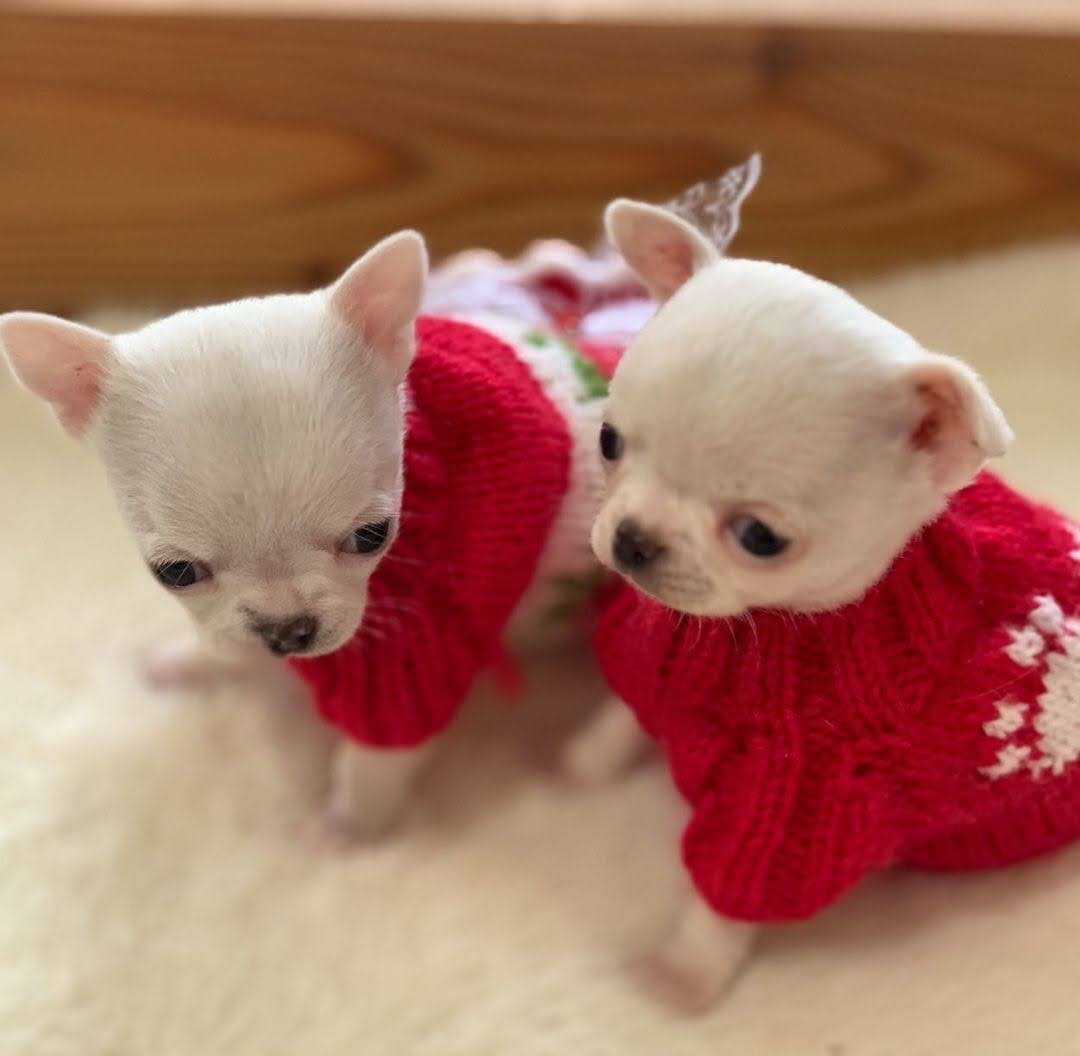 Chihuahua Puppies - Healthy and Well Socialized image 5