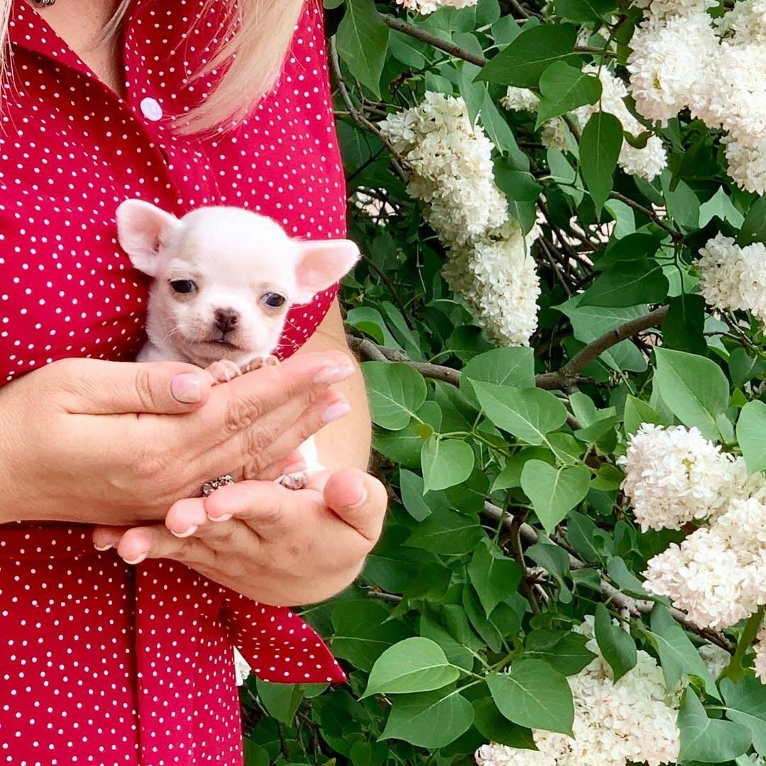 Chihuahua Puppies - Healthy and Well Socialized image 6