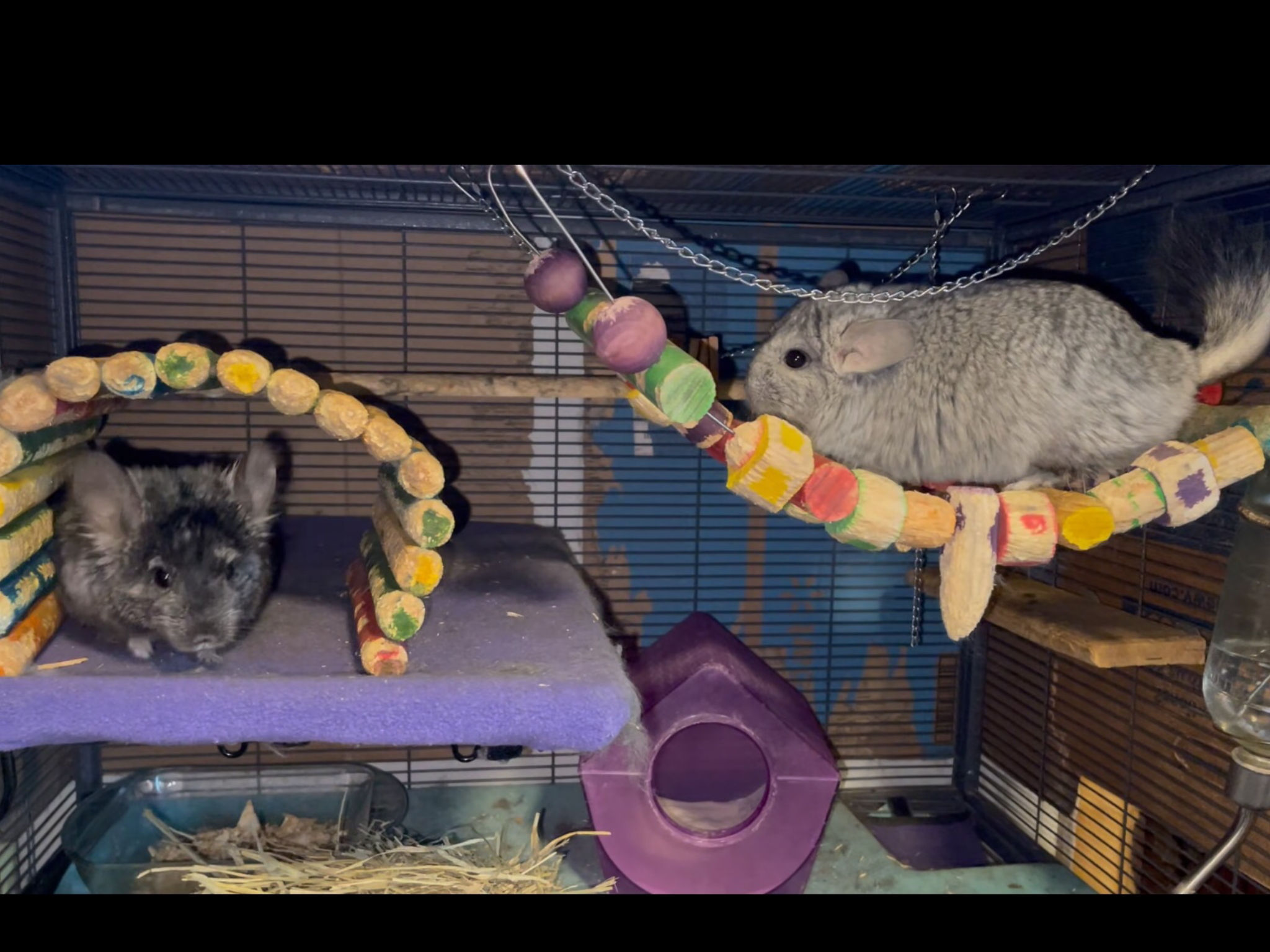 2 Paired Young Male Angora Chinchillas image 1