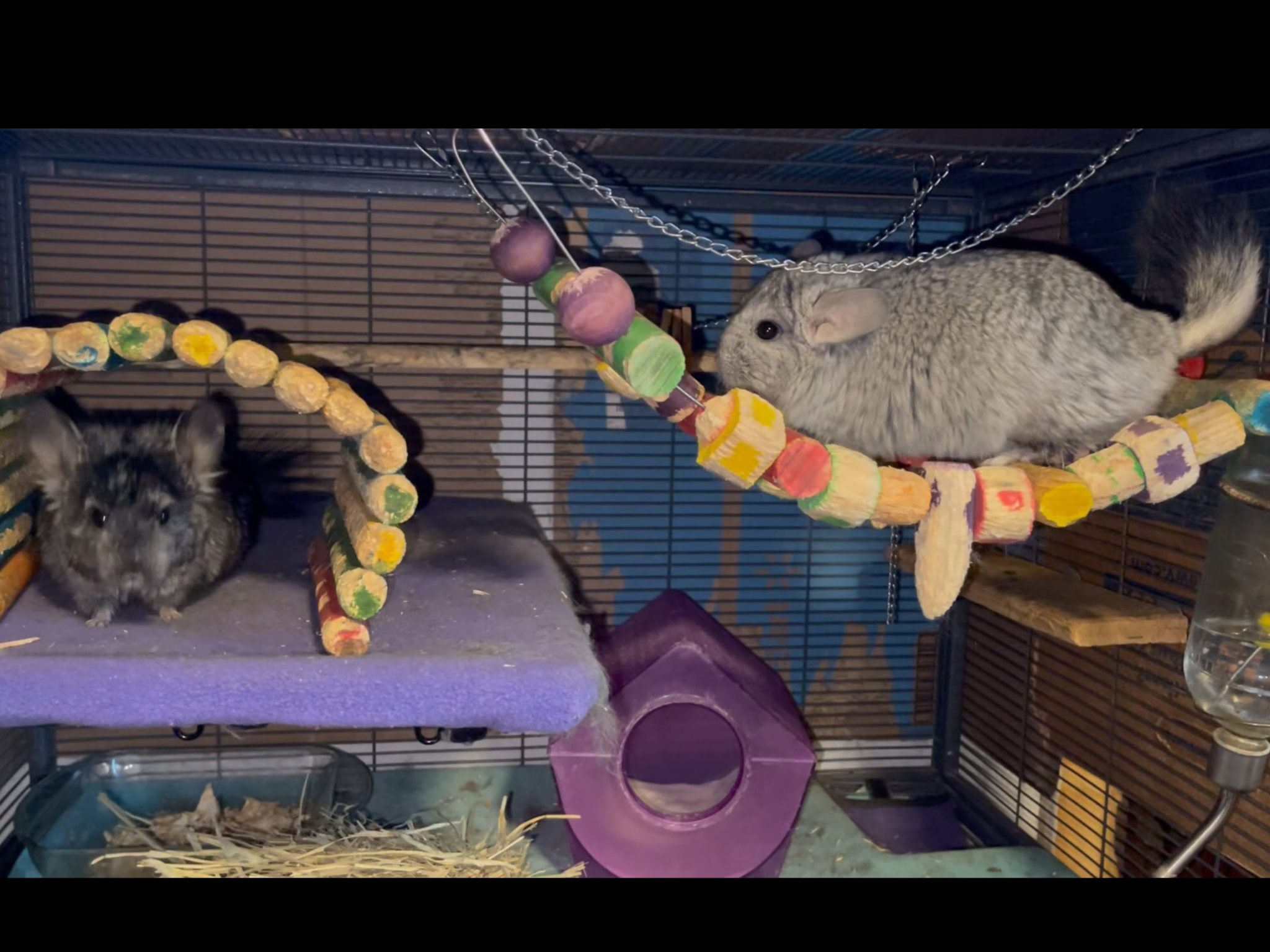 2 Paired Young Male Angora Chinchillas image 8