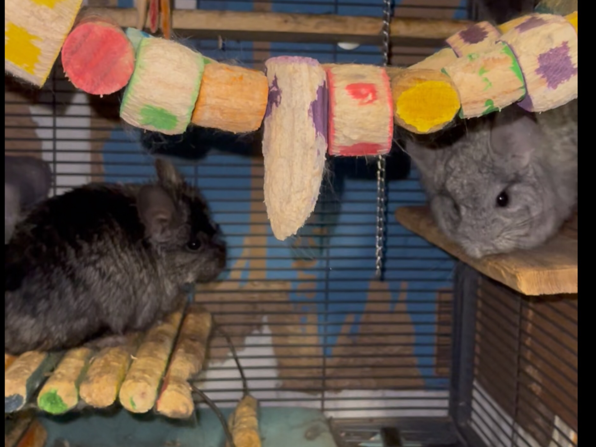 2 Paired Young Male Angora Chinchillas image 2