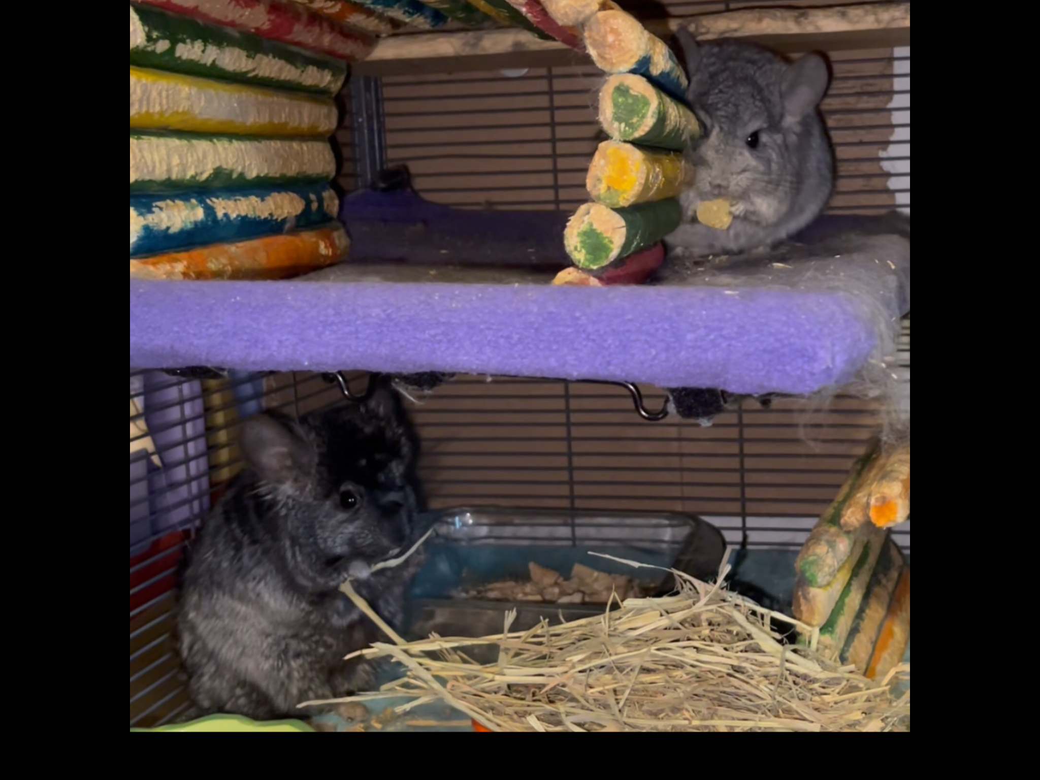 2 Paired Young Male Angora Chinchillas image 9