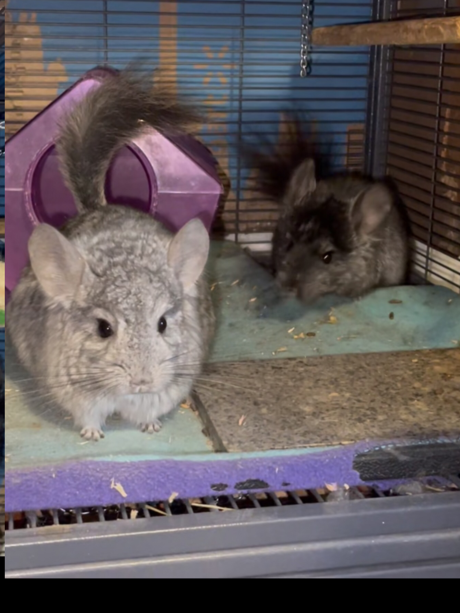 2 Paired Young Male Angora Chinchillas image 4
