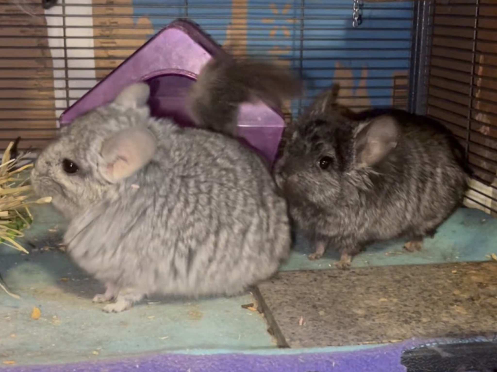 2 Paired Young Male Angora Chinchillas image 3