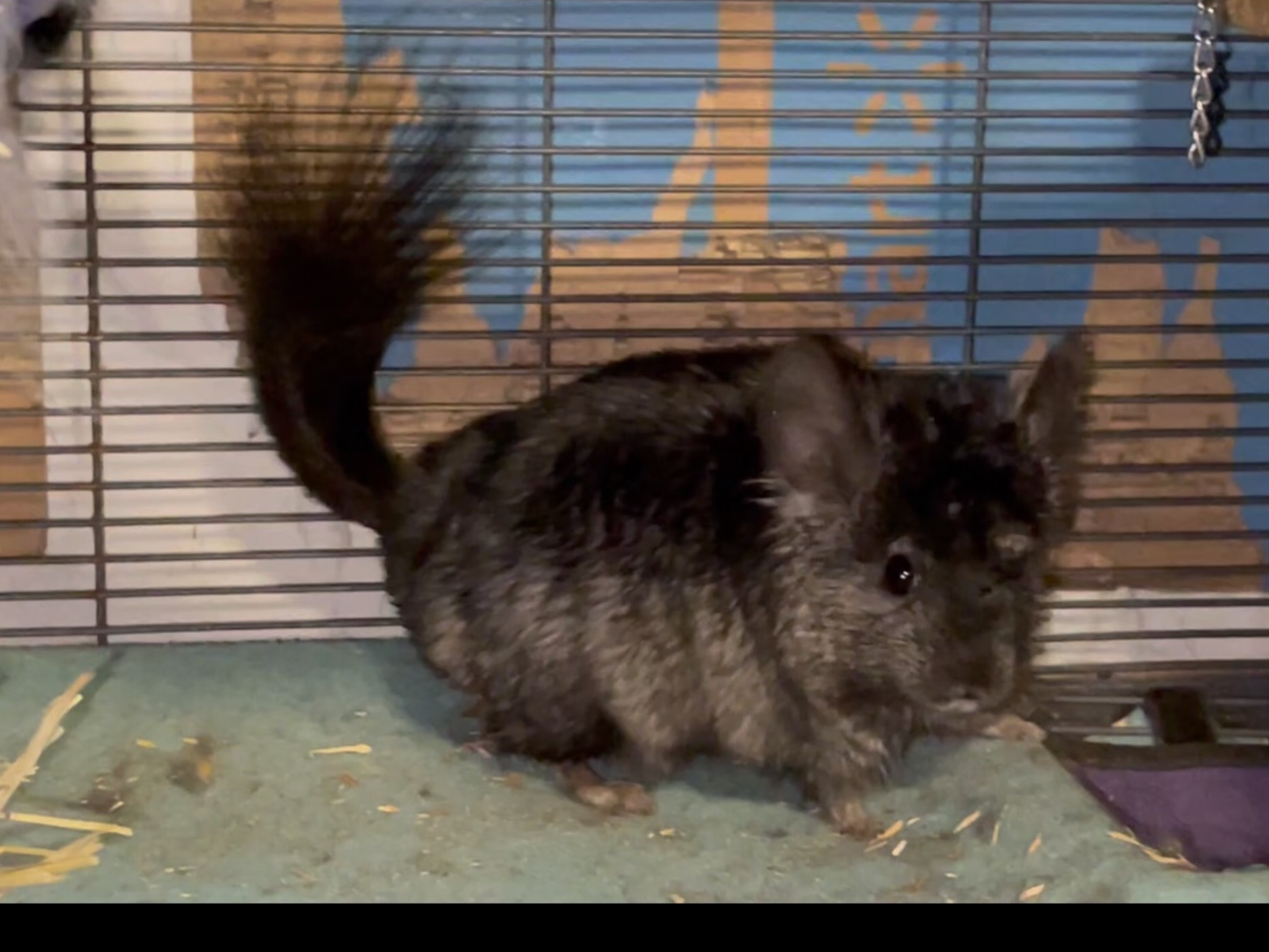 2 Paired Young Male Angora Chinchillas image 5