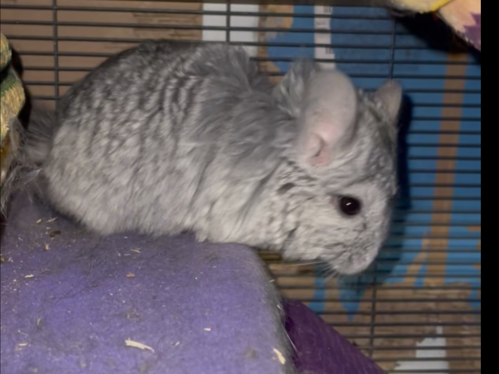 2 Paired Young Male Angora Chinchillas image 6
