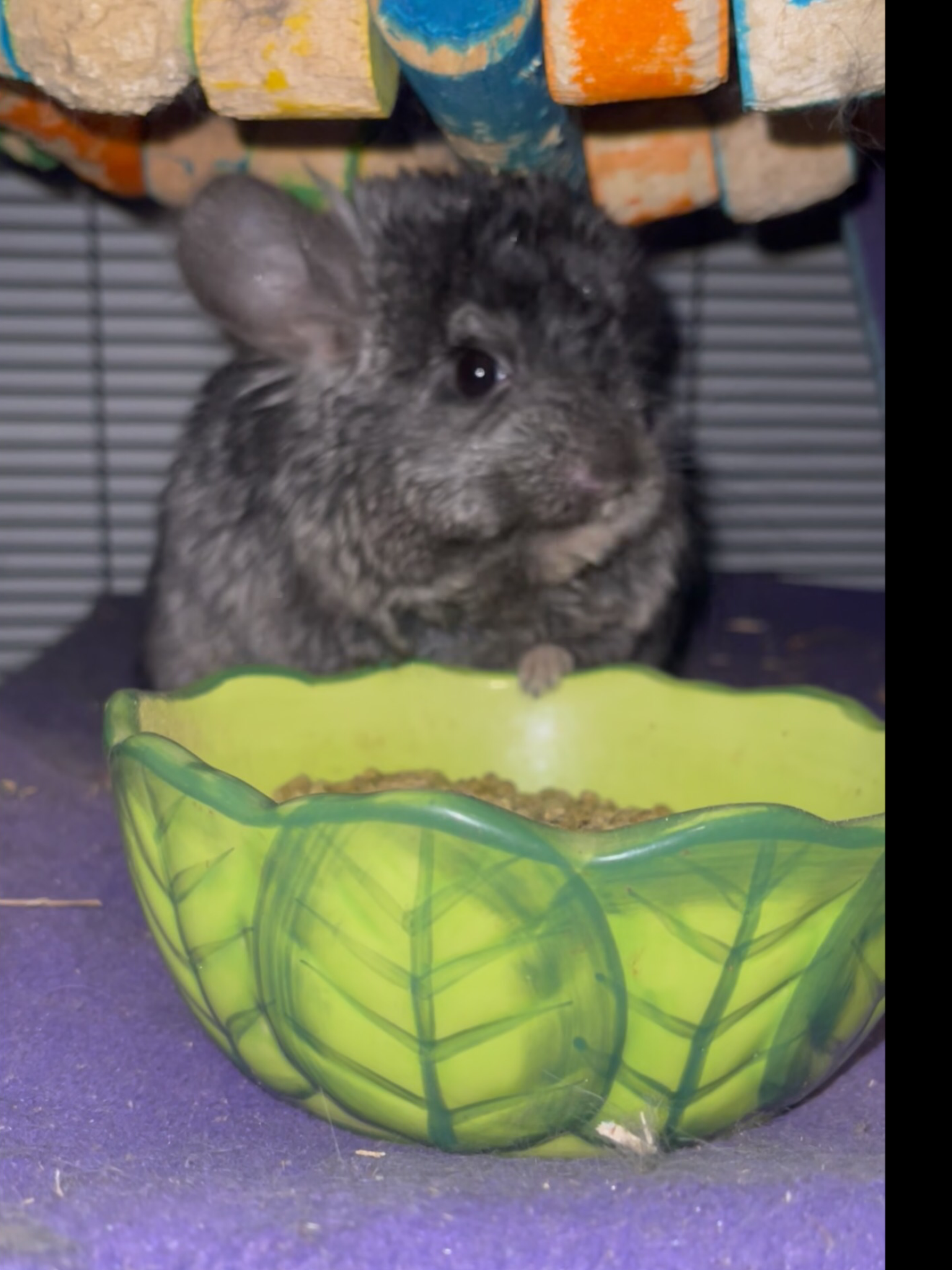 2 Paired Young Male Angora Chinchillas image 7