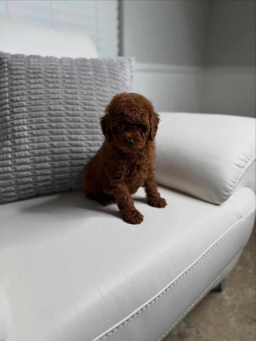 Toy poodle image 1