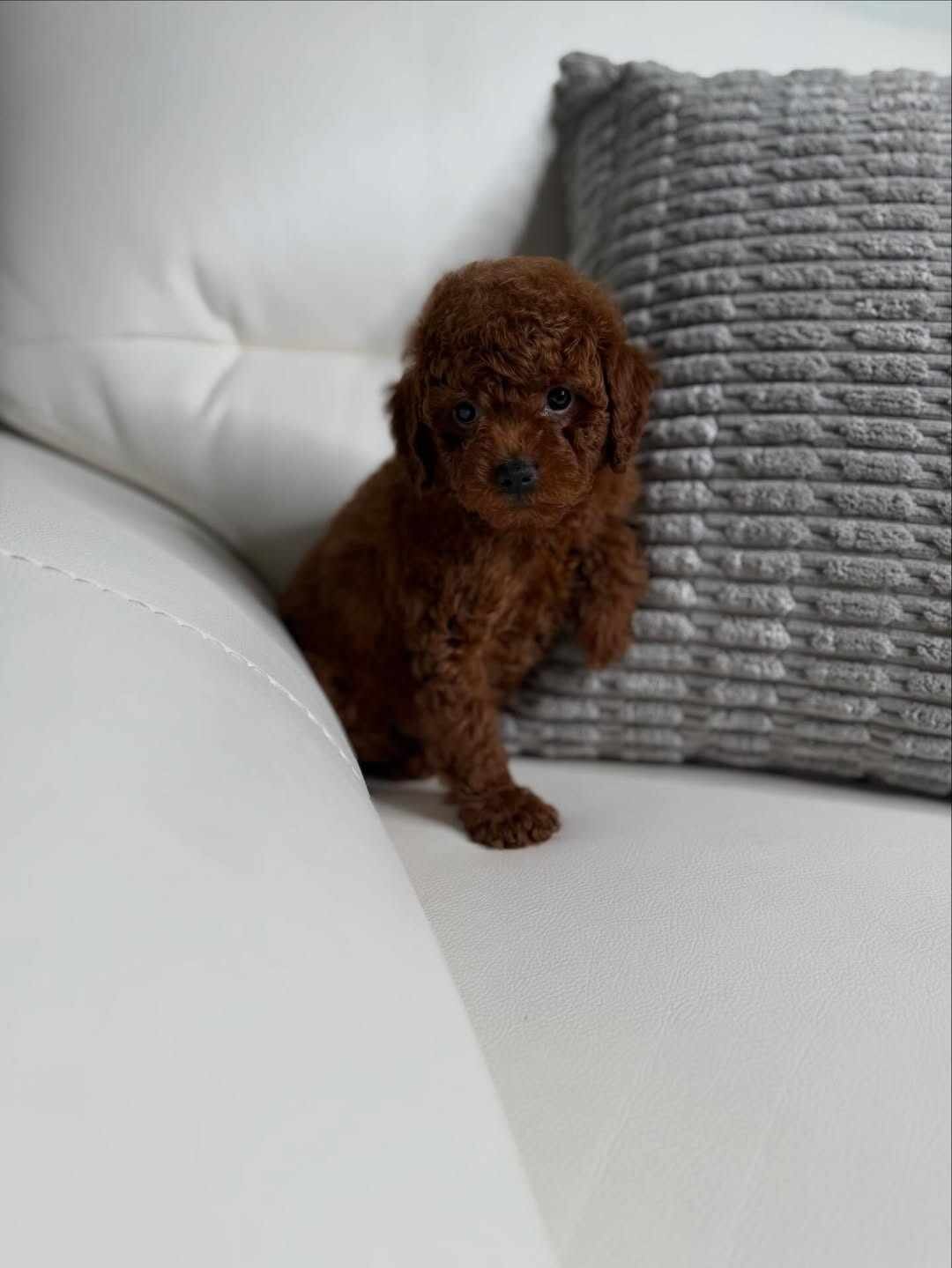 Toy poodle image 3
