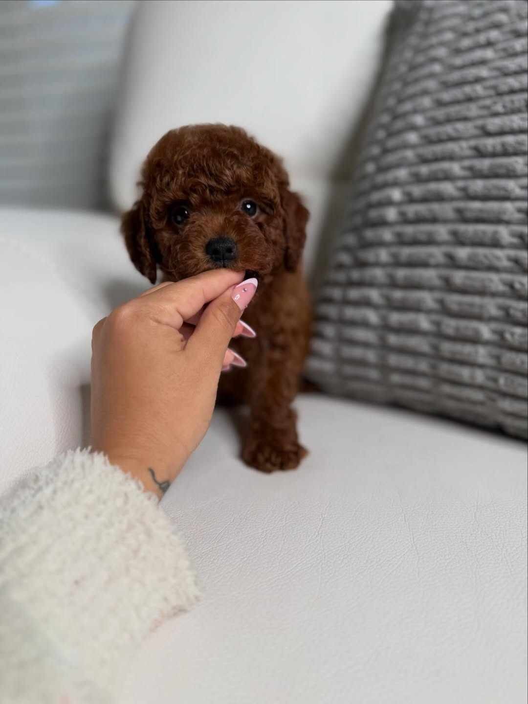 Toy poodle image 2