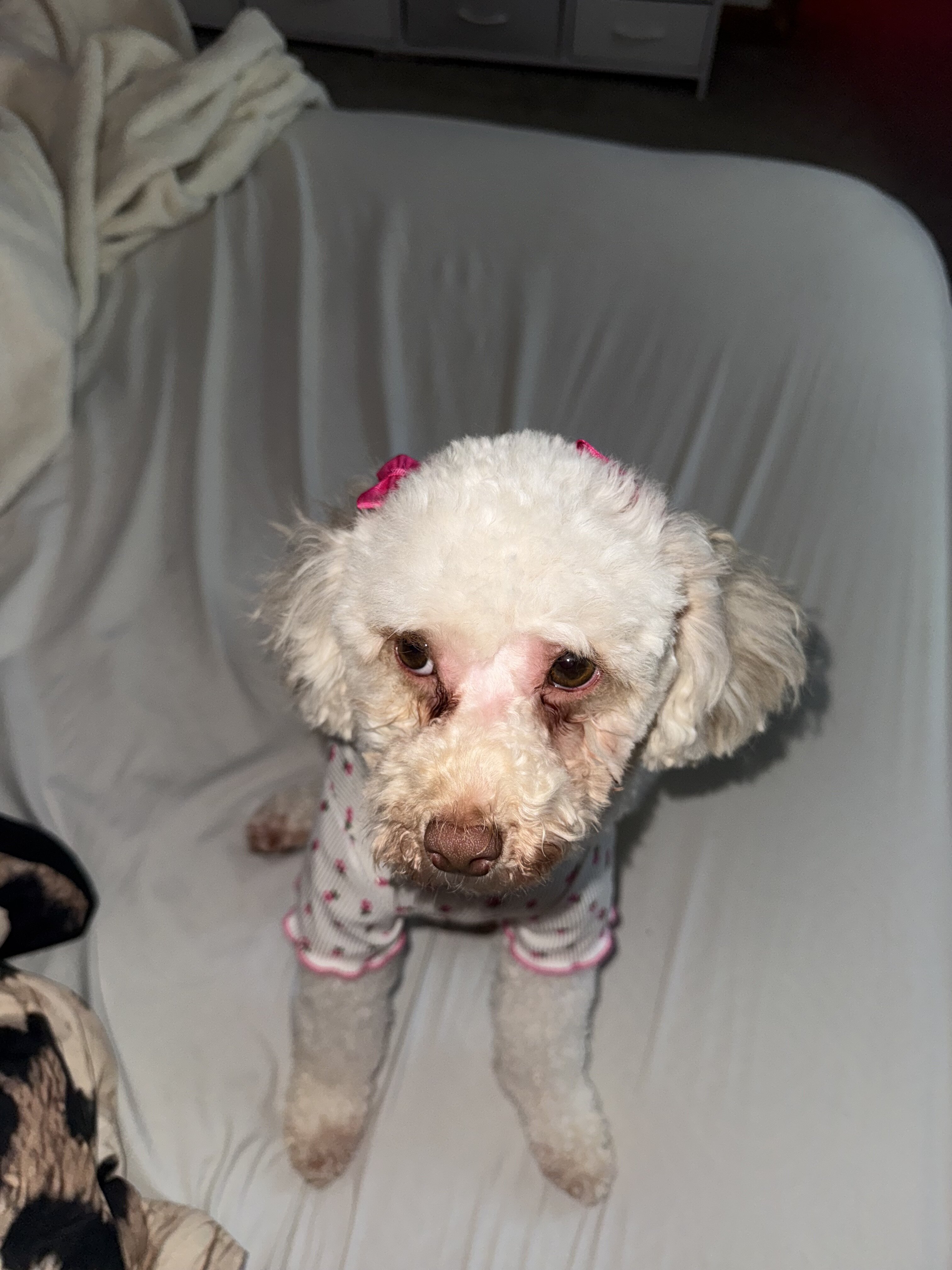 Toy poodle image 1