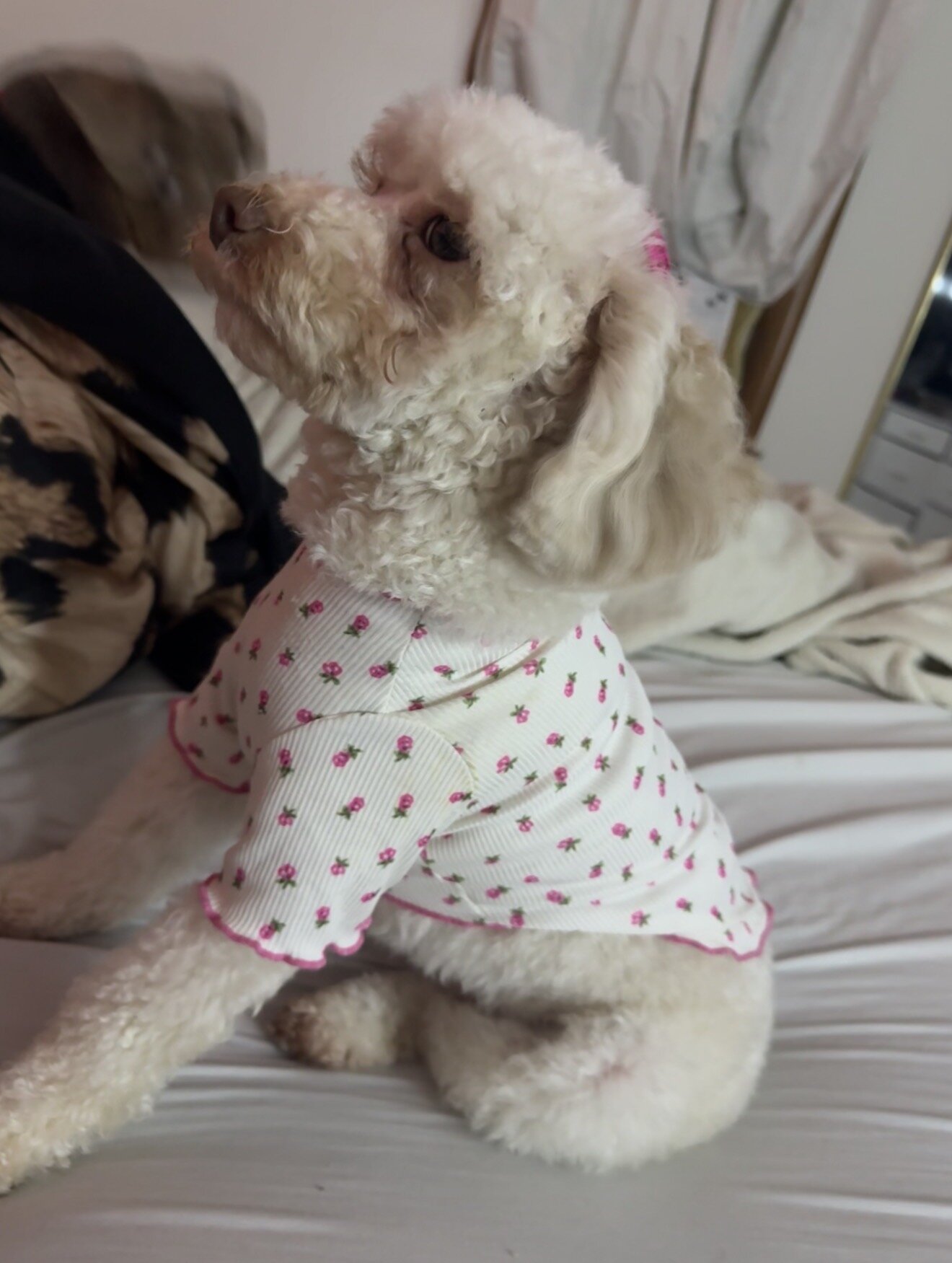Toy poodle image 2