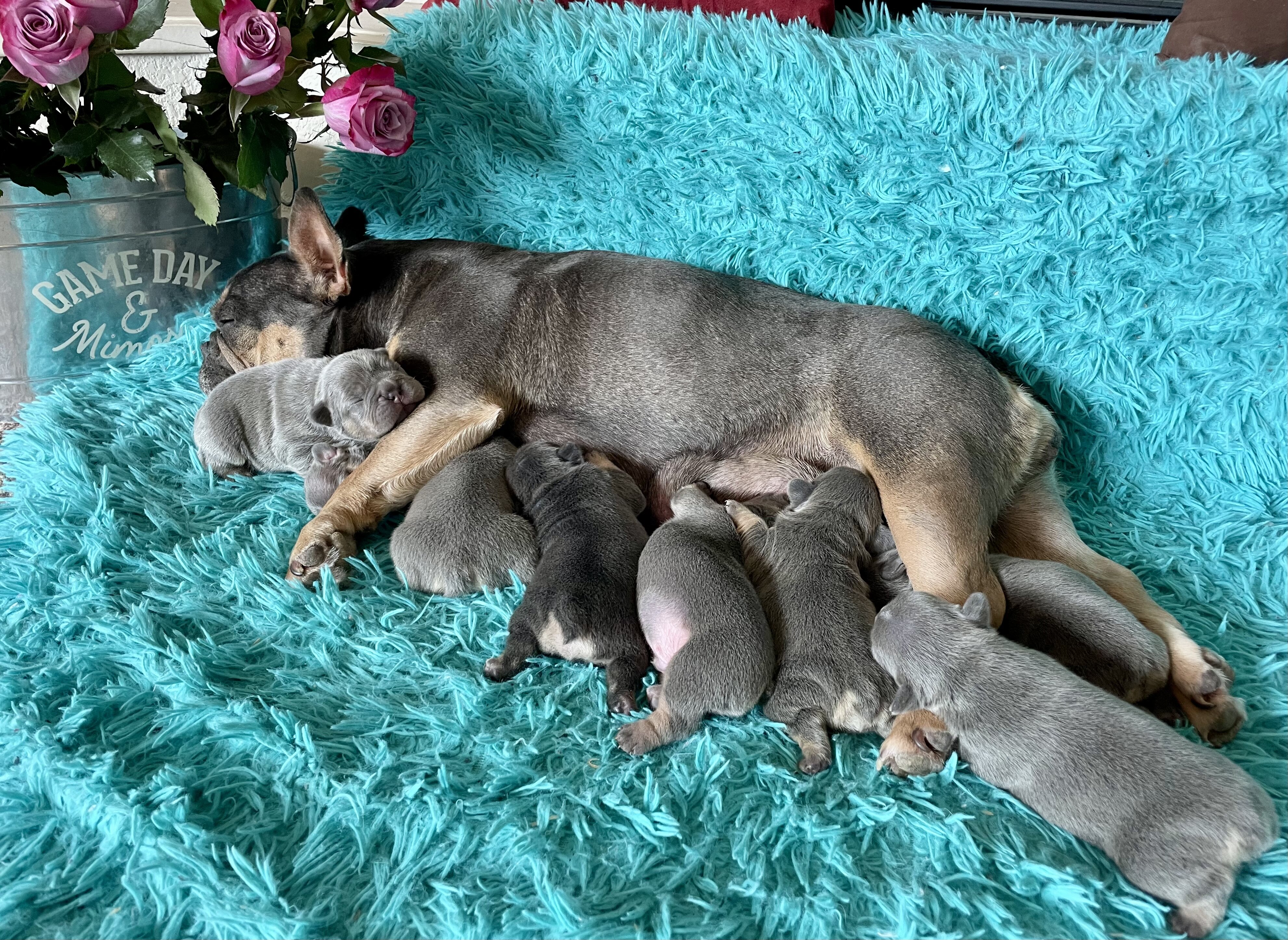 French Bulldog Puppies image 2