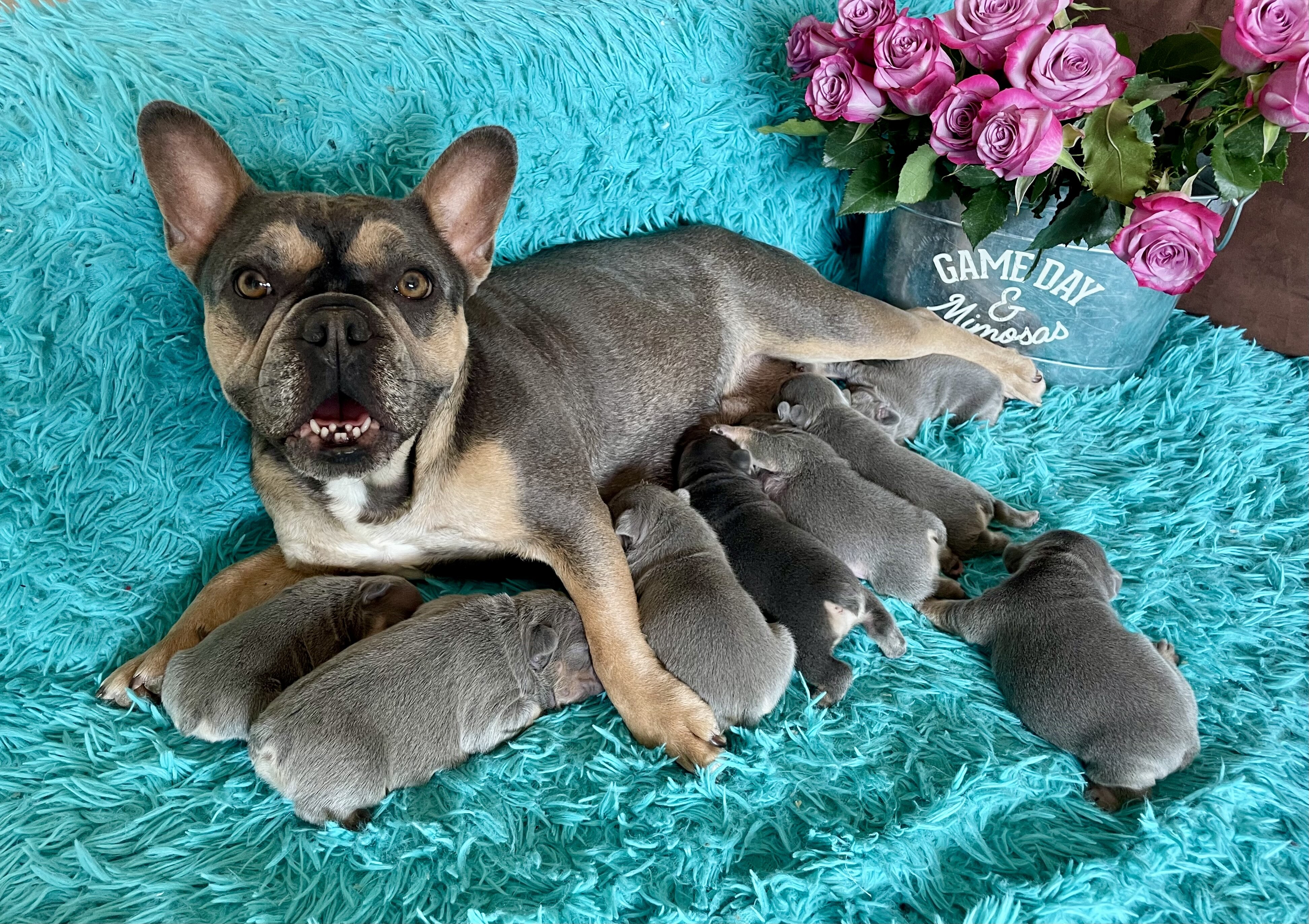 French Bulldog Puppies image 1